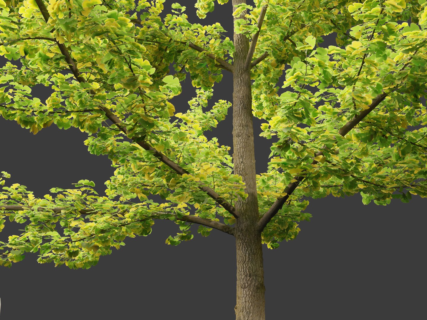 Ginkgo Biloba - Maidenhair Tree 02 3D model https://p.turbosquid.com/ts-thumb/cy/CVtv6e/OE/ginkgobiloba028/jpg/1699619902/1920x1080/fit_q87/326ec55ea34fc08087ec43c16154793e6f5f6866/ginkgobiloba028.jpg