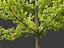Ginkgo Biloba - Maidenhair Tree 02