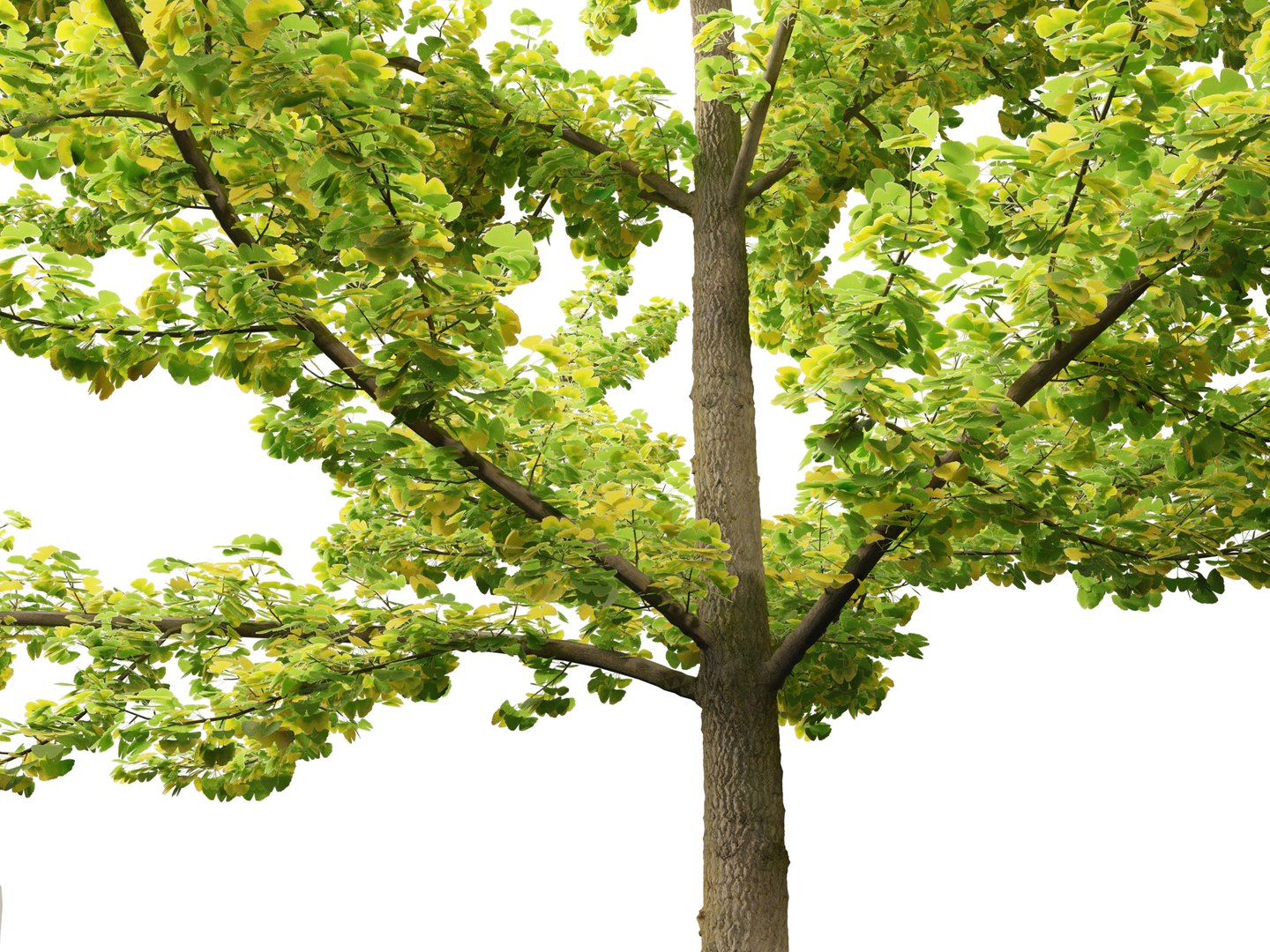 Ginkgo Biloba - Maidenhair Tree 02 3D model https://p.turbosquid.com/ts-thumb/cy/CVtv6e/UG/ginkgobiloba027/jpg/1699619893/1920x1080/fit_q87/d58219457fbe00824d6ced366c2b2fcedd68ca39/ginkgobiloba027.jpg