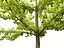 Ginkgo Biloba - Maidenhair Tree 02