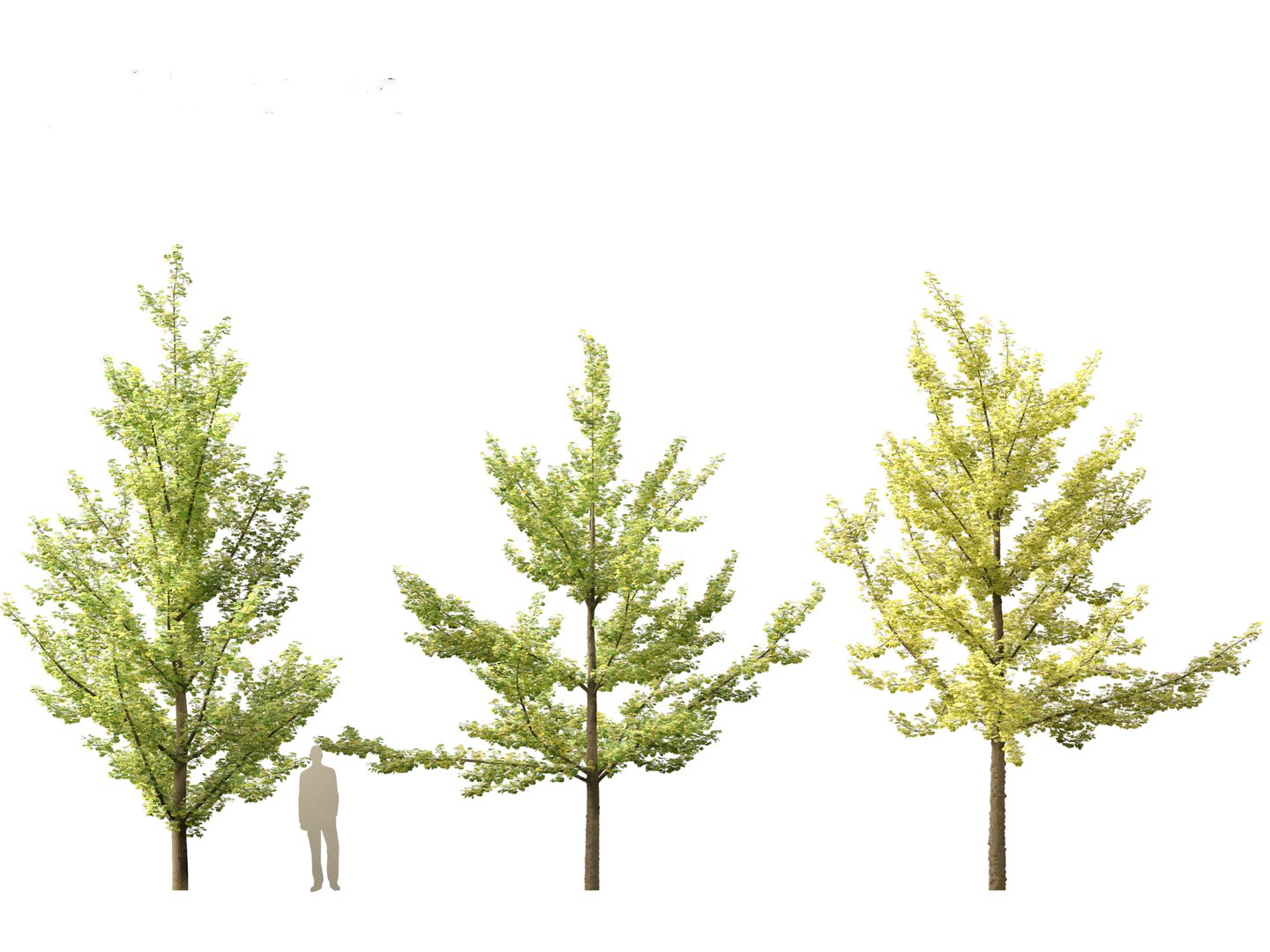 Ginkgo Biloba - Maidenhair Tree 02 3D model https://p.turbosquid.com/ts-thumb/cy/CVtv6e/VM/ginkgobiloba025/jpg/1699619882/1920x1080/fit_q87/5b95a0f3ddbddc5e6e9457e2fd0195d4d48e5e50/ginkgobiloba025.jpg