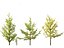 Ginkgo Biloba - Maidenhair Tree 02