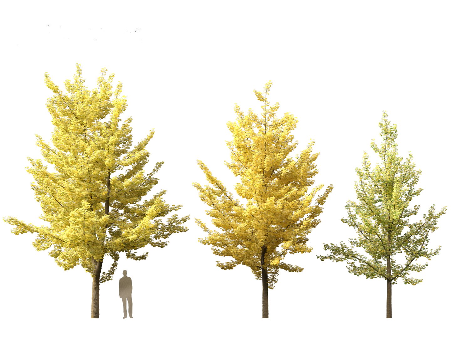 Ginkgo Biloba - Maidenhair Tree 02 3D model https://p.turbosquid.com/ts-thumb/cy/CVtv6e/bx/ginkgobiloba023/jpg/1699619871/1920x1080/fit_q87/77951d82b6693fb6407a77022fdedcbd454a6ccb/ginkgobiloba023.jpg