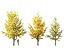 Ginkgo Biloba - Maidenhair Tree 02