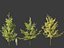 Ginkgo Biloba - Maidenhair Tree 02