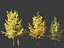 Ginkgo Biloba - Maidenhair Tree 02