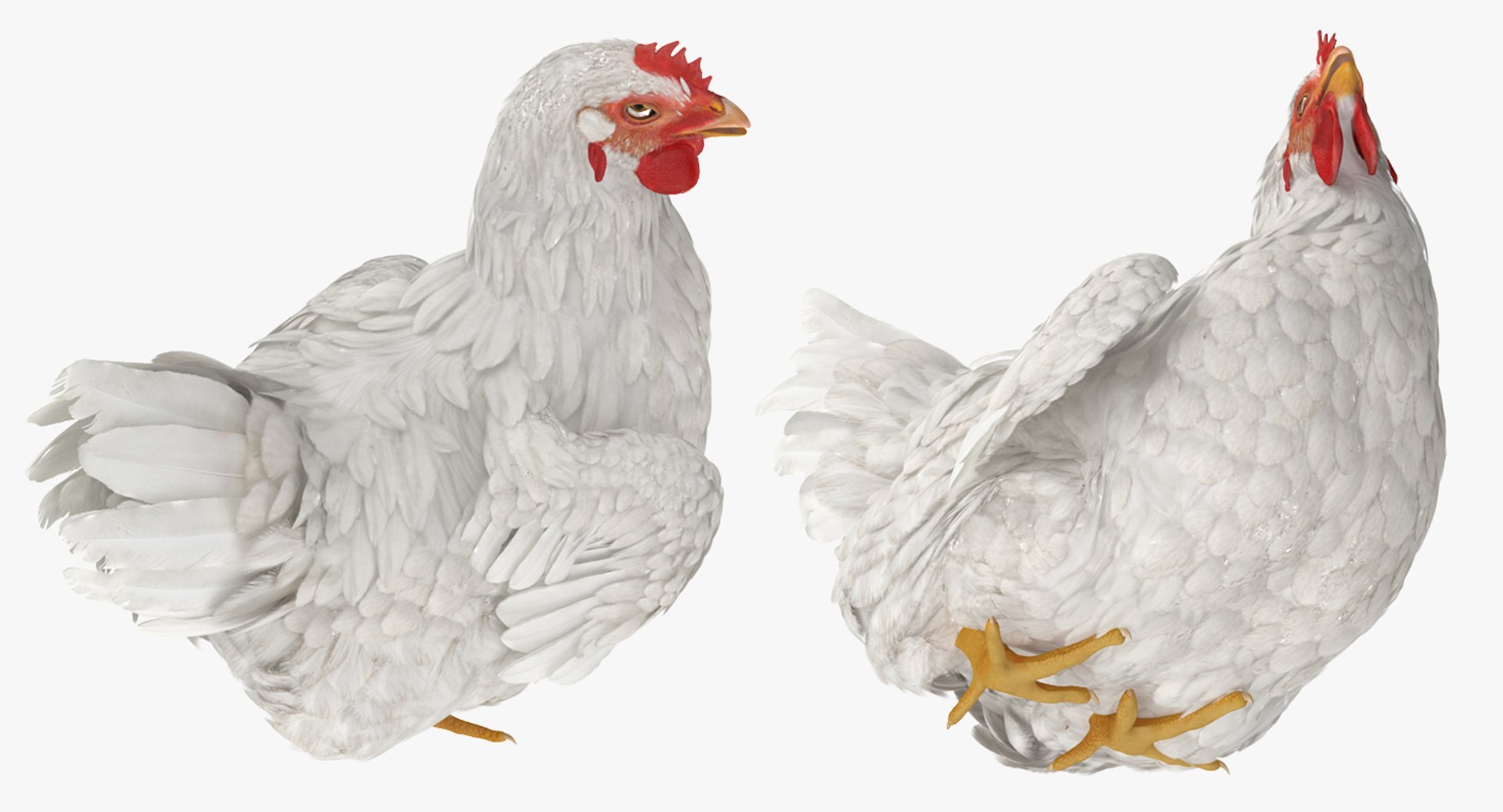 3D White Chicken Sitting Pose Model - TurboSquid 1158193