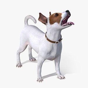 White Jack Russell Terrier Waiting Pose Fur