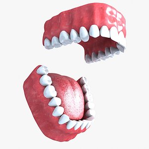 teeth s 3d model