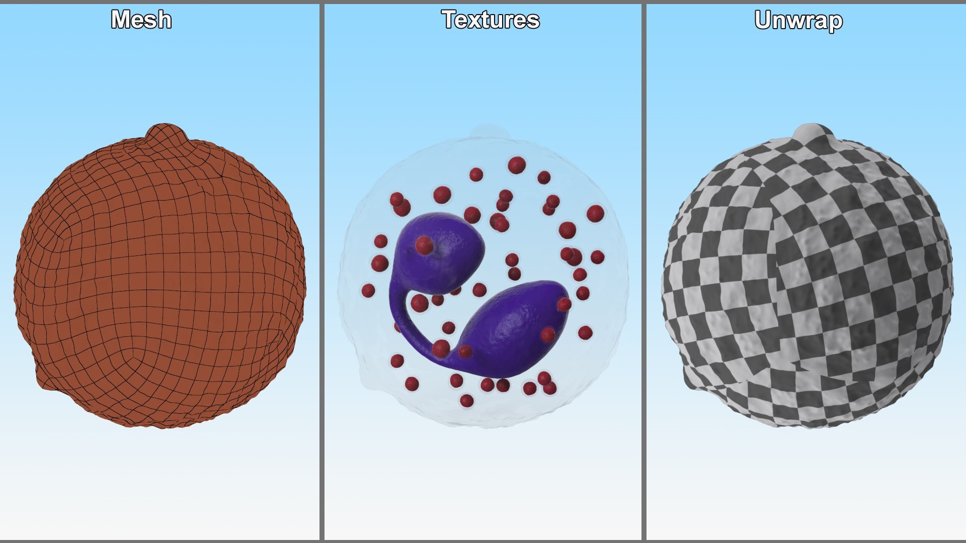 Blood Cells Collection 3 Model - TurboSquid 2196842