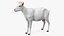 Goat Saanen Breed