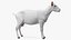 Goat Saanen Breed