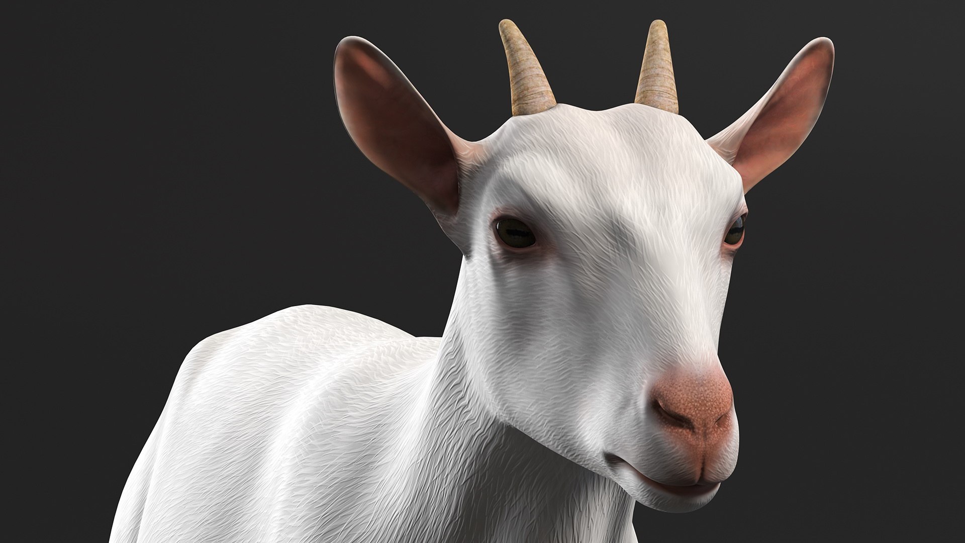 3D Goat Saanen Breed model https://p.turbosquid.com/ts-thumb/cz/GLeJl4/Vp/goatsaanenbreed3dsmodel008/jpg/1669200984/1920x1080/fit_q87/478103b12c07dbe2f628c892956b389a7490d020/goatsaanenbreed3dsmodel008.jpg