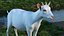 Goat Saanen Breed
