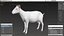 Goat Saanen Breed