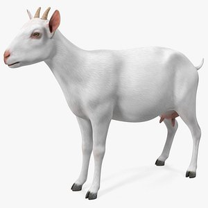3D Goat Saanen Breed model