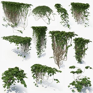 Ivy Natural Bundle 01