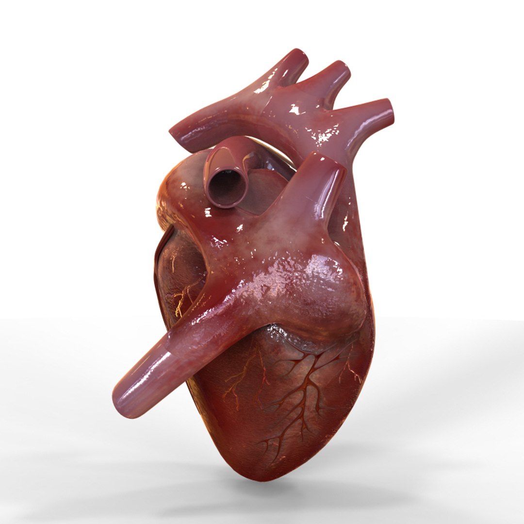 Human Heart 3d Model