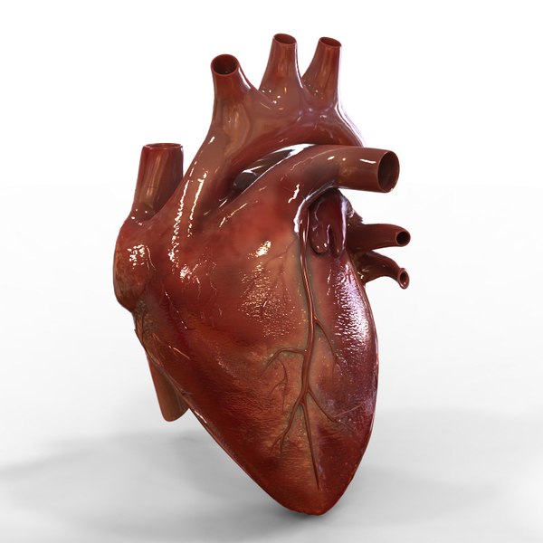 3d human heart anatomy model