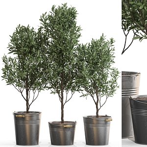 Plants collection 733