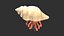 Hermit Crab