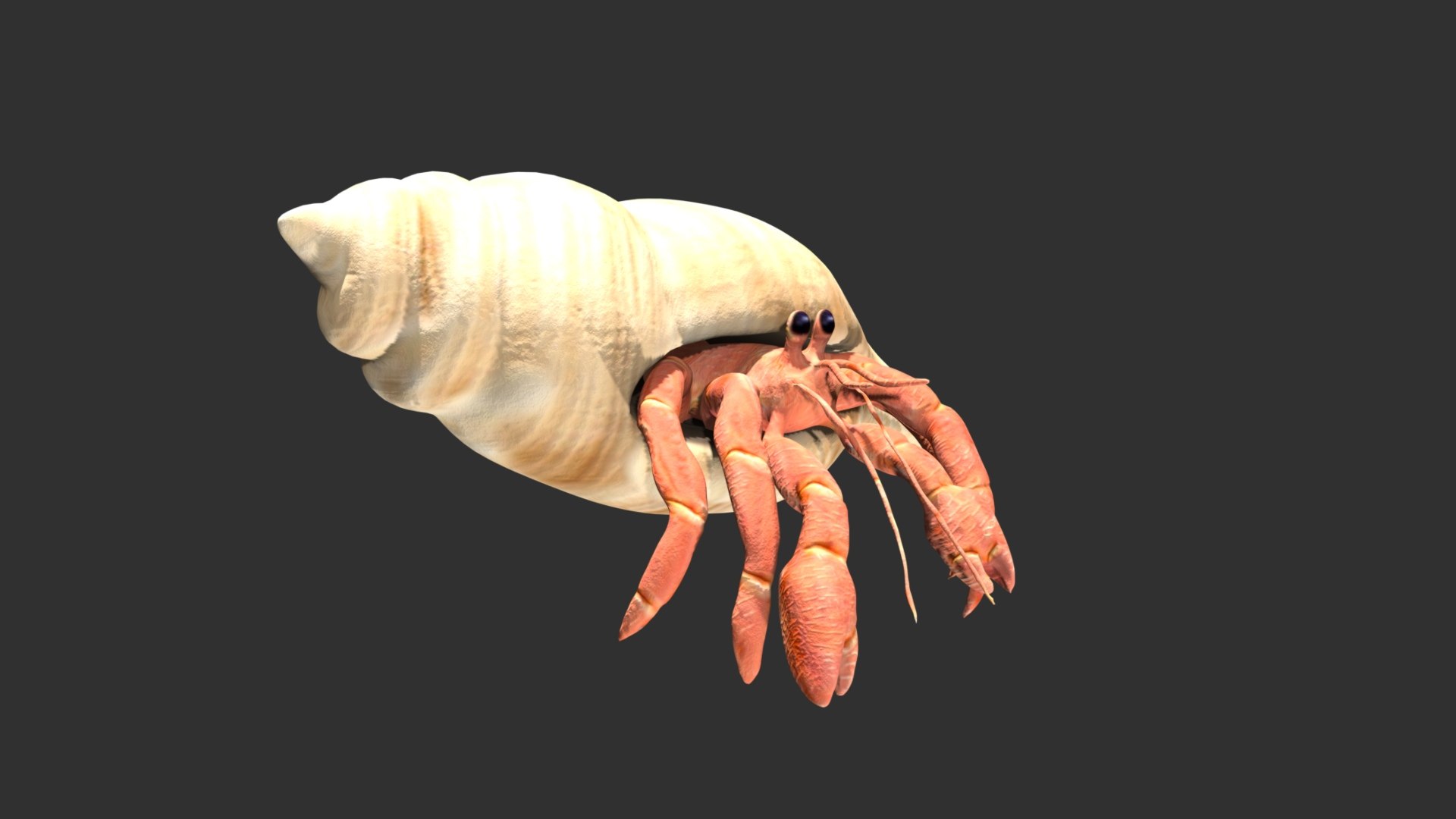 3D model Hermit Crab https://p.turbosquid.com/ts-thumb/cz/RgQFEA/B5/12/jpg/1627565367/1920x1080/fit_q87/edf0dadb297cf812bb0046a57dc816a66b2b2715/12.jpg