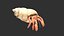 Hermit Crab
