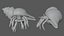 Hermit Crab
