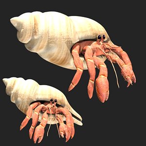 3D model Hermit Crab