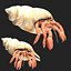 Hermit Crab
