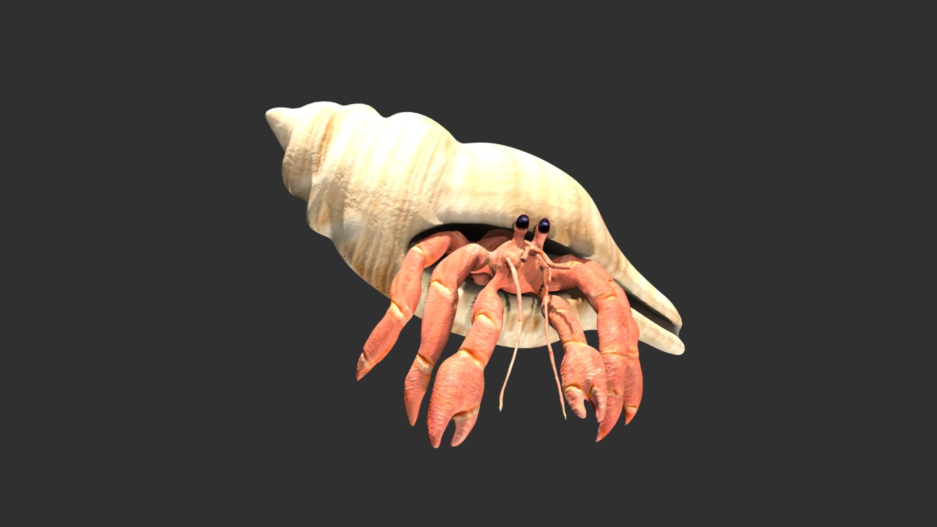 3D Model Hermit Crab - TurboSquid 1767054