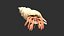 Hermit Crab