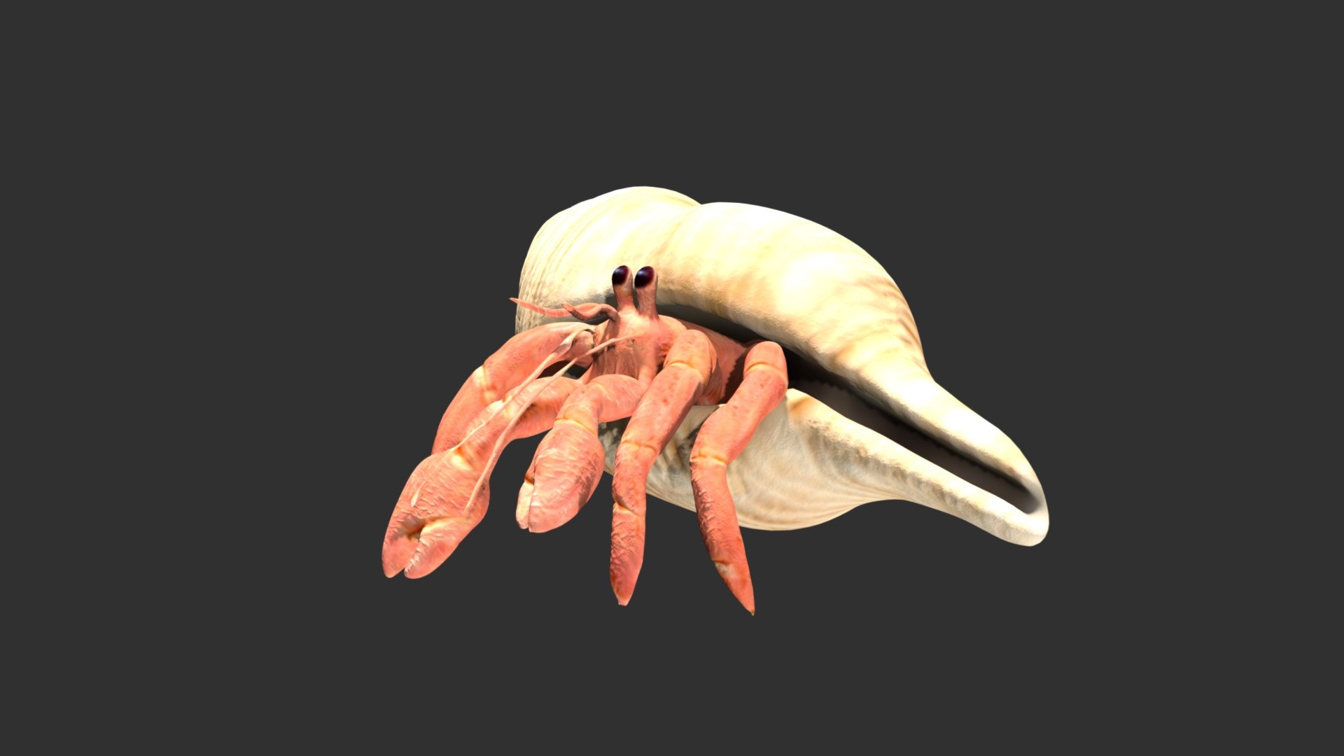 3D model Hermit Crab https://p.turbosquid.com/ts-thumb/cz/RgQFEA/fE/17/jpg/1627565370/1920x1080/fit_q87/8fd87550a54b0031f022b395f915caf5f2870aec/17.jpg