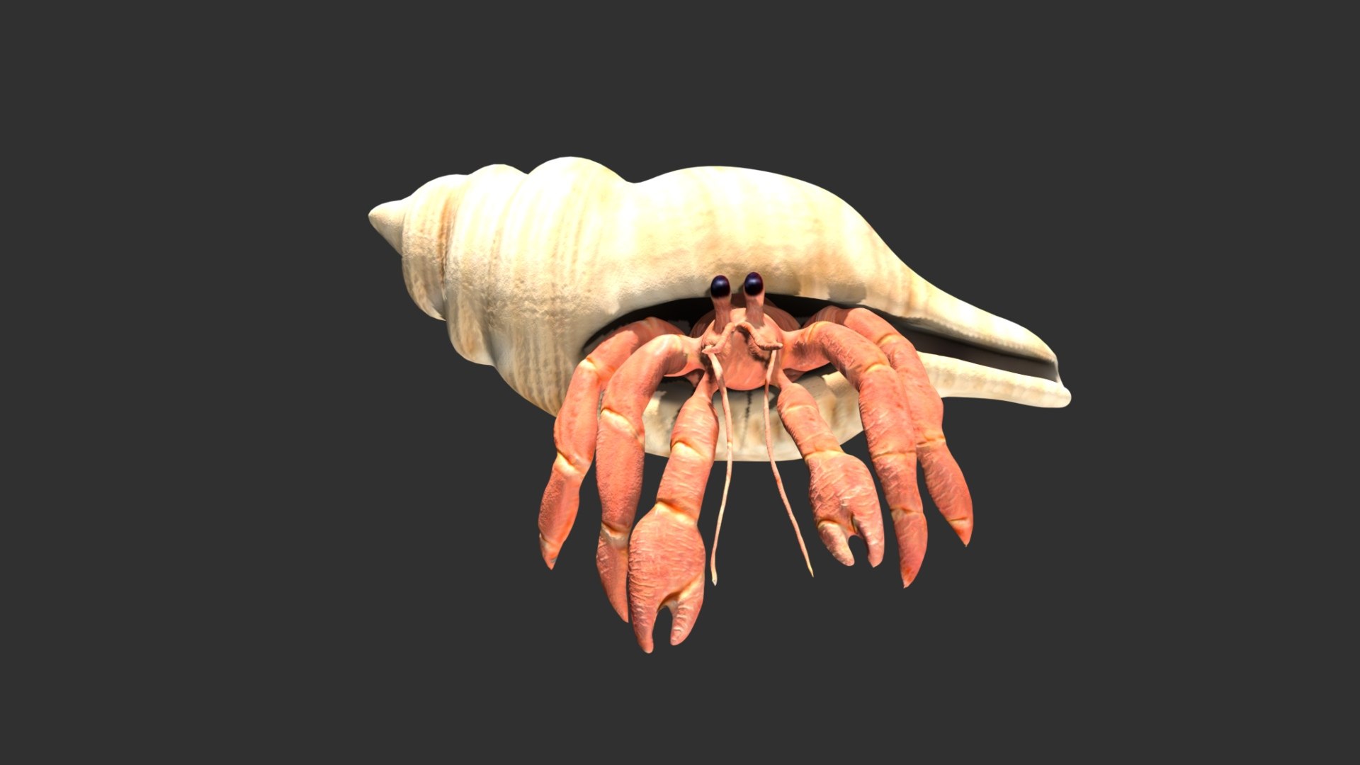 3D model Hermit Crab https://p.turbosquid.com/ts-thumb/cz/RgQFEA/ho/13/jpg/1627565369/1920x1080/fit_q87/dbef2d0114de995b98832a42d9c37d15585ea637/13.jpg