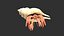 Hermit Crab
