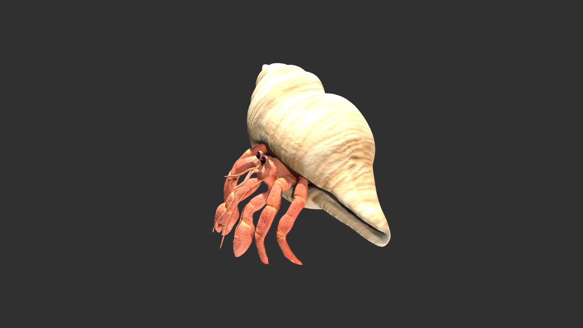 3D model Hermit Crab https://p.turbosquid.com/ts-thumb/cz/RgQFEA/yW/14/jpg/1627565370/1920x1080/fit_q87/3f0e31a7e23fa6b724e9123a166cf012ea835289/14.jpg