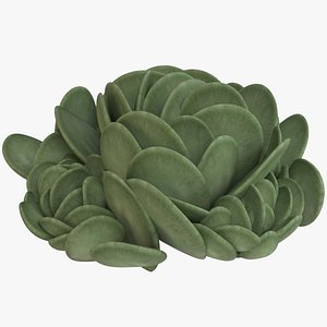 3D model succulent pig s ear