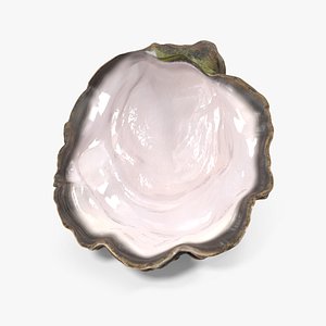 3D Oyster Shell White