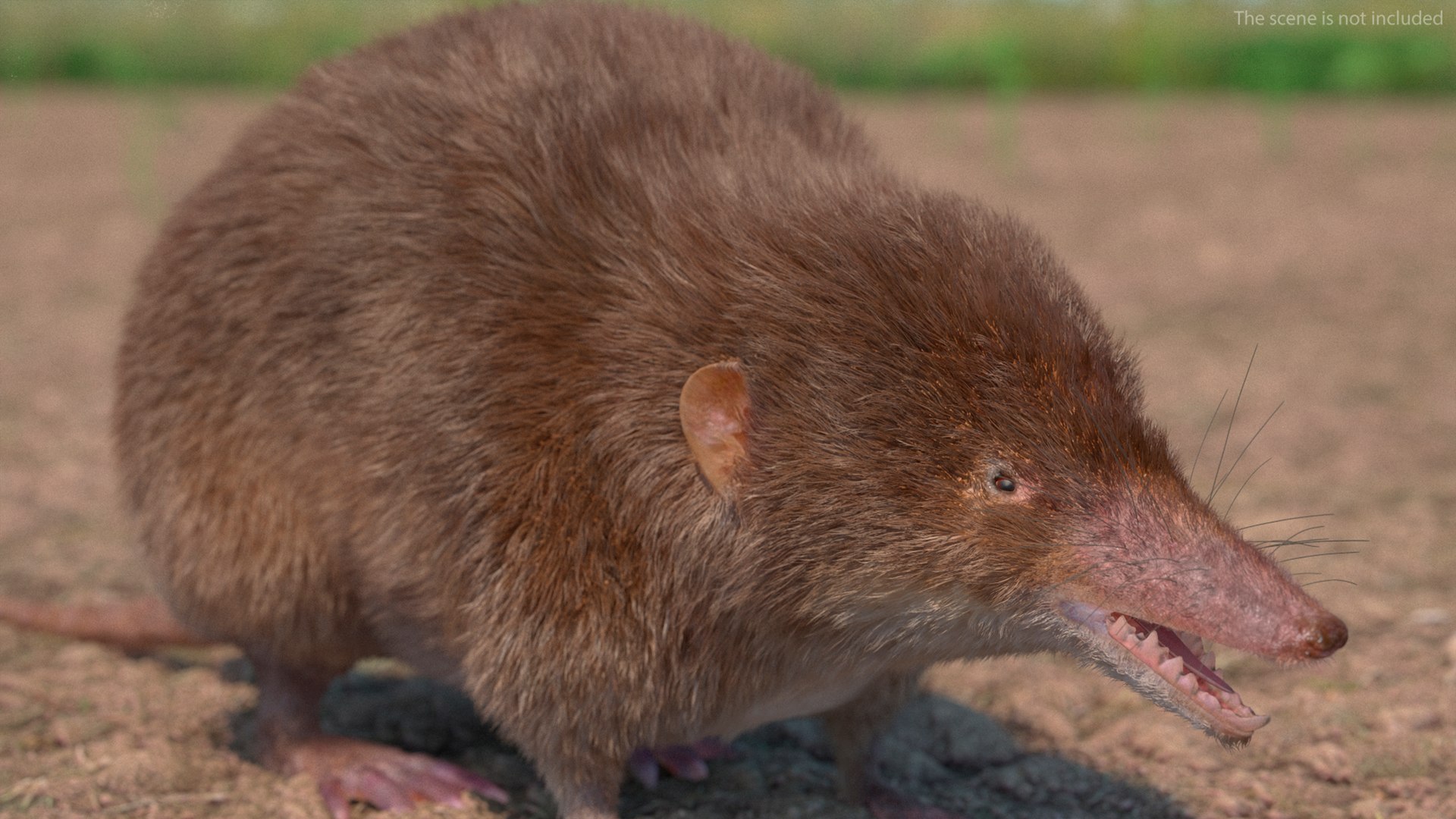 Shrew Fur Rigged 3D https://p.turbosquid.com/ts-thumb/cz/m1exM8/9B/shrewfurriggedvray3dmodel010/jpg/1702378148/1920x1080/fit_q87/eb857692be49b3f1dbdbf8e27319c6803f277d32/shrewfurriggedvray3dmodel010.jpg