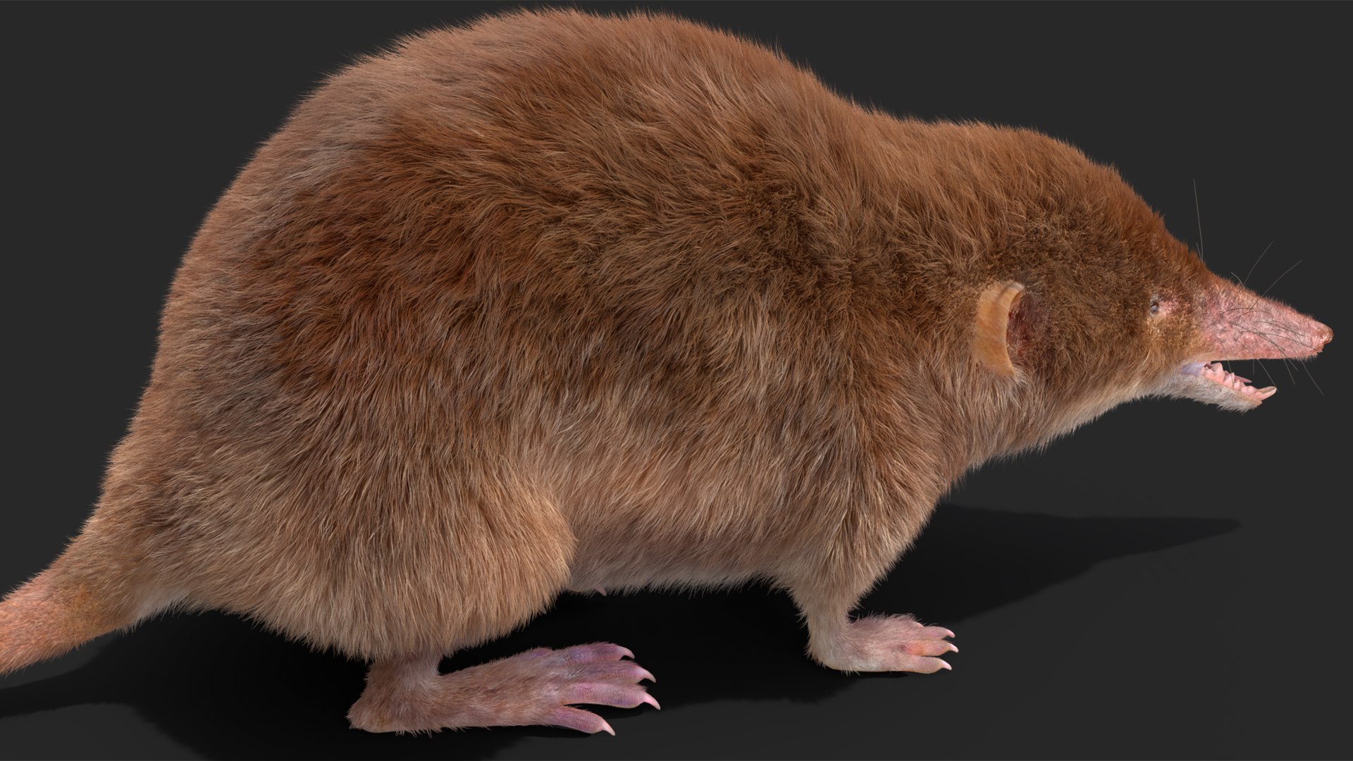 Shrew Fur Rigged 3D https://p.turbosquid.com/ts-thumb/cz/m1exM8/Ht/shrewfurriggedvray3dmodel025/jpg/1702378210/1920x1080/fit_q87/cee552c03c2bbc90596a792c1b8529e6d717ae25/shrewfurriggedvray3dmodel025.jpg