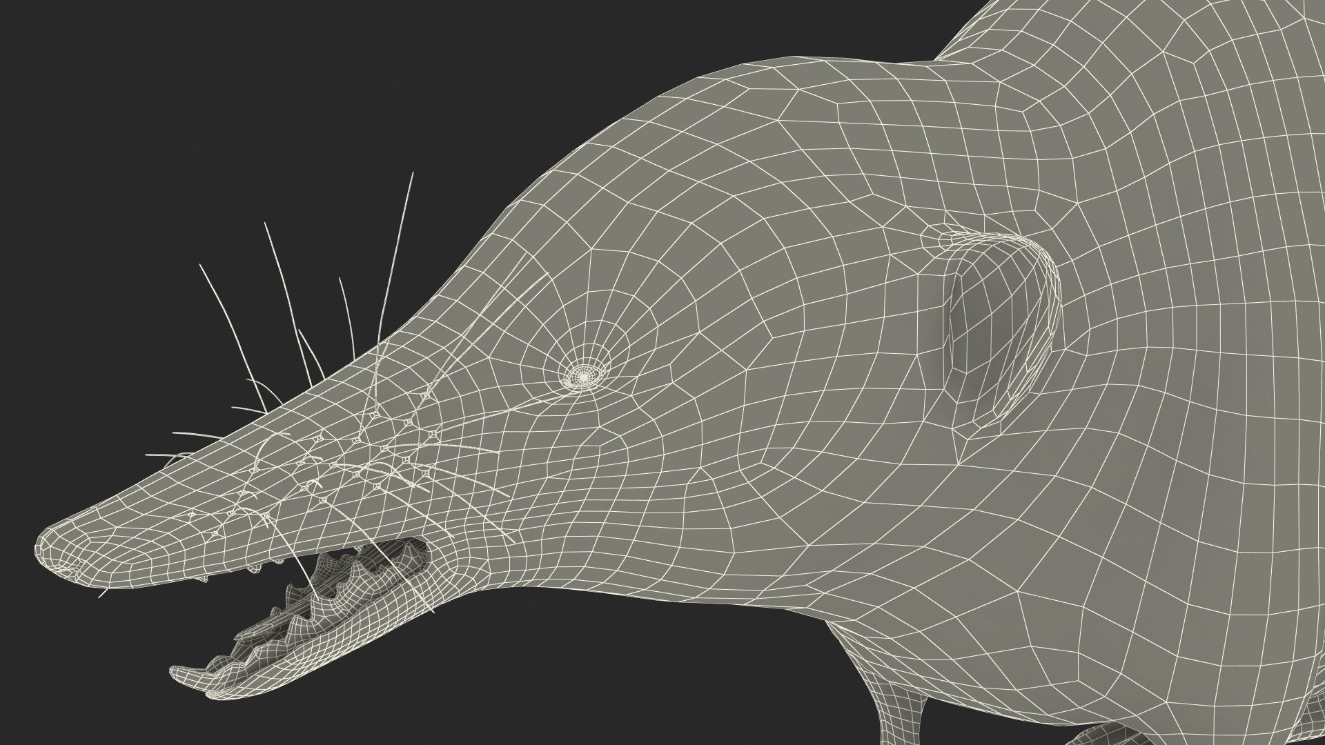 Shrew Fur Rigged 3D https://p.turbosquid.com/ts-thumb/cz/m1exM8/Sh/shrewfurriggedvray3dmodel043/jpg/1702378284/1920x1080/fit_q87/2dee0e234cc0da8fd6165bd9b67f9429c1223401/shrewfurriggedvray3dmodel043.jpg
