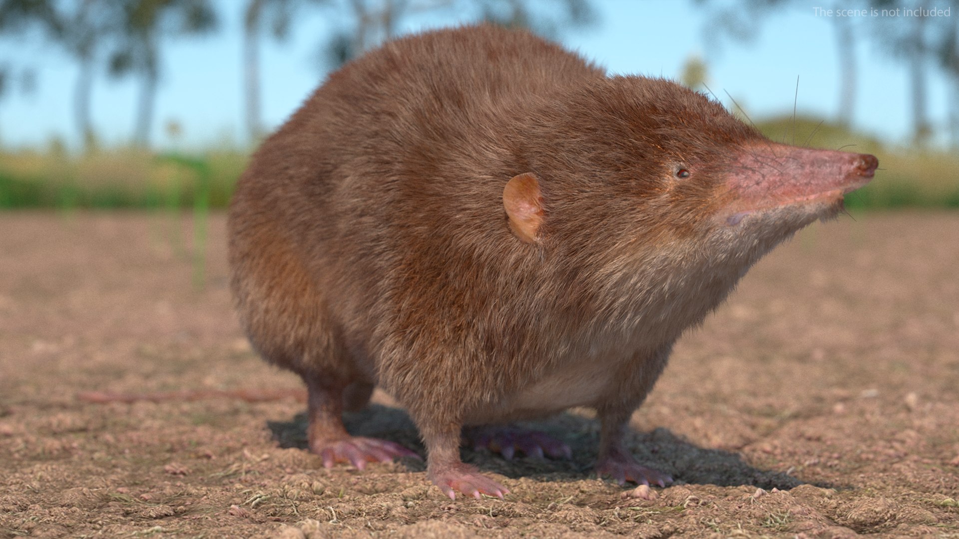 Shrew Fur Rigged 3D https://p.turbosquid.com/ts-thumb/cz/m1exM8/Uy/shrewfurriggedvray3dmodel009/jpg/1702378143/1920x1080/fit_q87/8d93bc0af33c533e88d073225786a70da6856d01/shrewfurriggedvray3dmodel009.jpg
