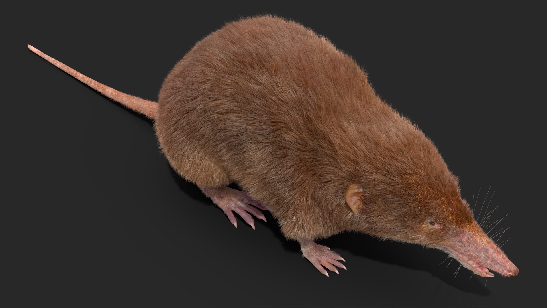 Shrew Fur Rigged 3D https://p.turbosquid.com/ts-thumb/cz/m1exM8/ZY/shrewfurriggedvray3dmodel021/jpg/1702378193/1920x1080/fit_q87/9b049460ba059f690899c9c9299228bb4e9dd20d/shrewfurriggedvray3dmodel021.jpg