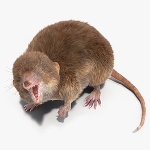 Shrew Fur Rigged 3D