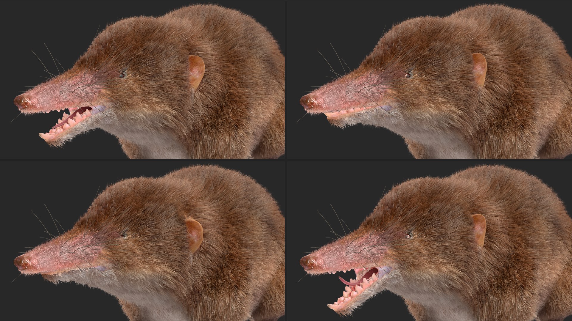 Shrew Fur Rigged 3D https://p.turbosquid.com/ts-thumb/cz/m1exM8/g3/shrewfurriggedvray3dmodel028/jpg/1702378225/1920x1080/fit_q87/6f234dee26a89ff73b6b121f9ea9bce2230b8f82/shrewfurriggedvray3dmodel028.jpg