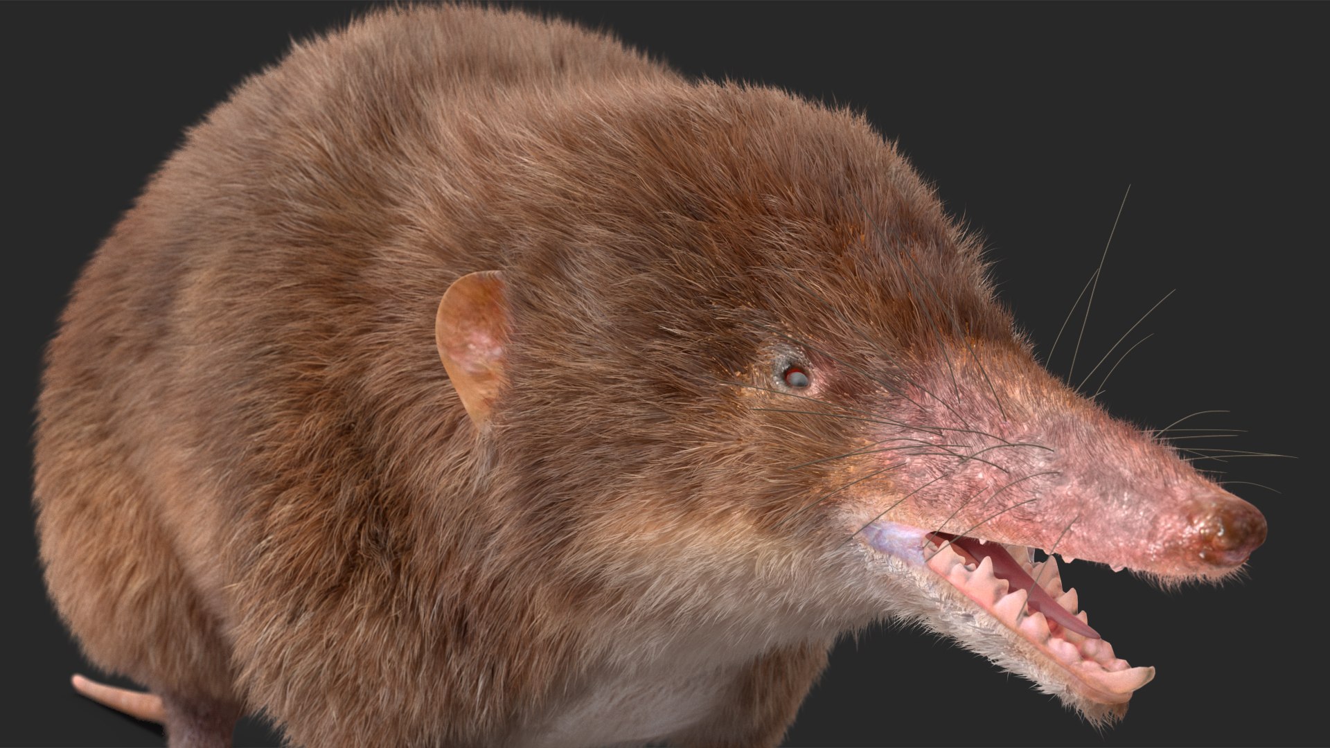 Shrew Fur Rigged 3D https://p.turbosquid.com/ts-thumb/cz/m1exM8/nv/shrewfurriggedvray3dmodel026/jpg/1702378215/1920x1080/fit_q87/8945804214232eca22328bff258c2b7abc4026b8/shrewfurriggedvray3dmodel026.jpg