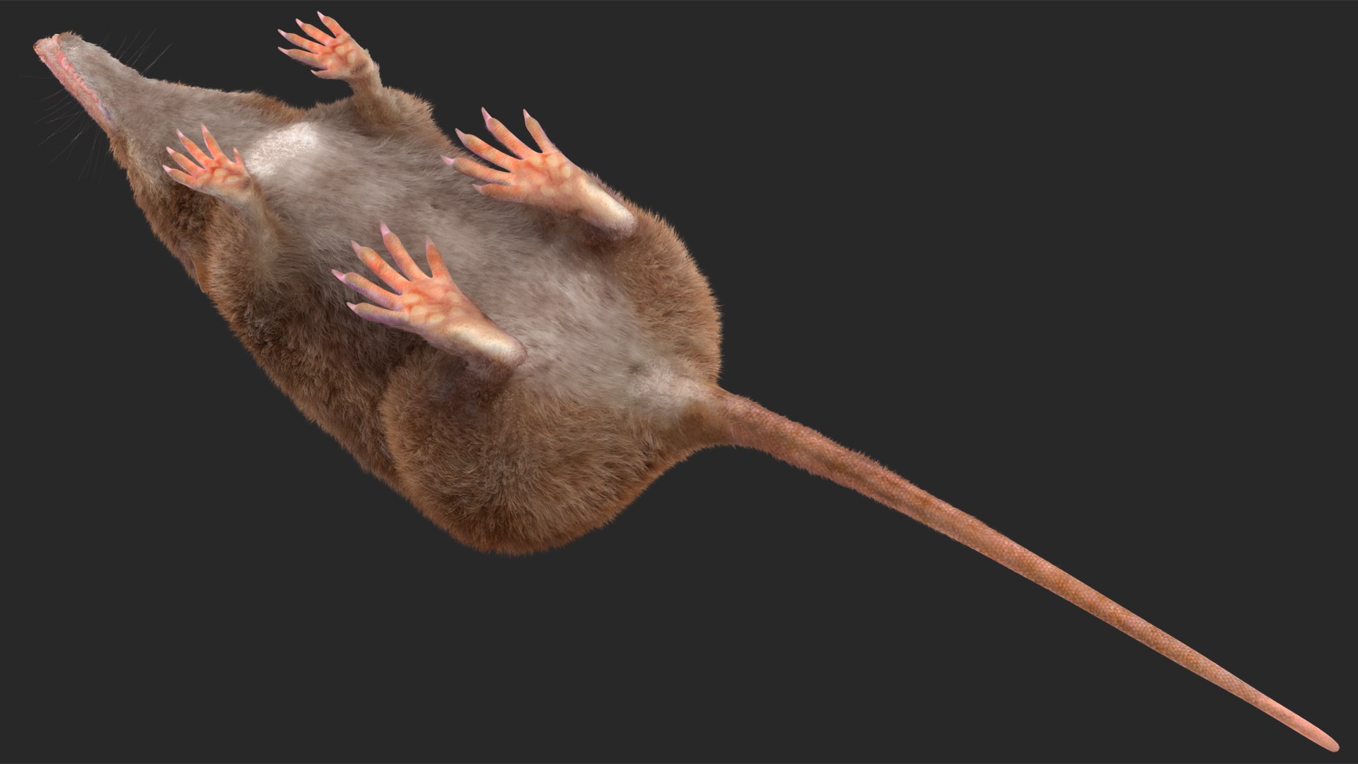 Shrew Fur Rigged 3D https://p.turbosquid.com/ts-thumb/cz/m1exM8/p2/shrewfurriggedvray3dmodel022/jpg/1702378197/1920x1080/fit_q87/00d0439d1edc49e507f276d7d71d964ed9df9d1f/shrewfurriggedvray3dmodel022.jpg