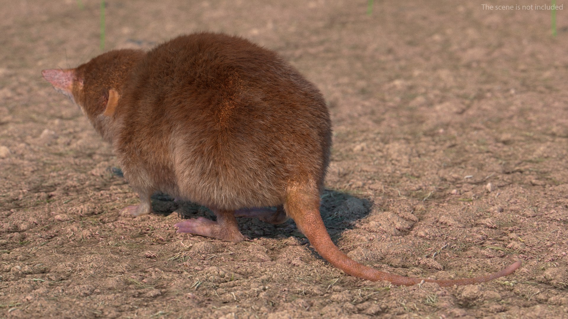 Shrew Fur Rigged 3D https://p.turbosquid.com/ts-thumb/cz/m1exM8/us/shrewfurriggedvray3dmodel006/jpg/1702378127/1920x1080/fit_q87/8dd105e5afa03a9953675bcc1541438f62cb47b6/shrewfurriggedvray3dmodel006.jpg