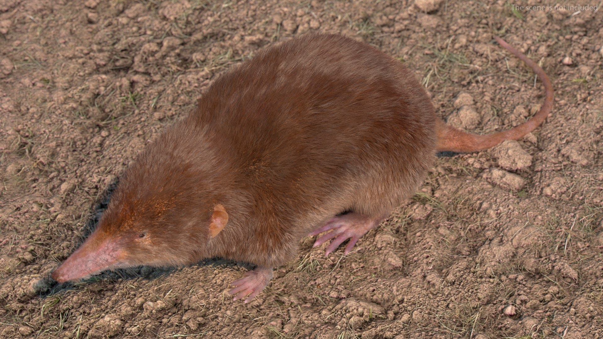 Shrew Fur Rigged 3D https://p.turbosquid.com/ts-thumb/cz/m1exM8/v5/shrewfurriggedvray3dmodel003/jpg/1702378111/1920x1080/fit_q87/698d0018218582795edd843c5f7517014dc2ea18/shrewfurriggedvray3dmodel003.jpg