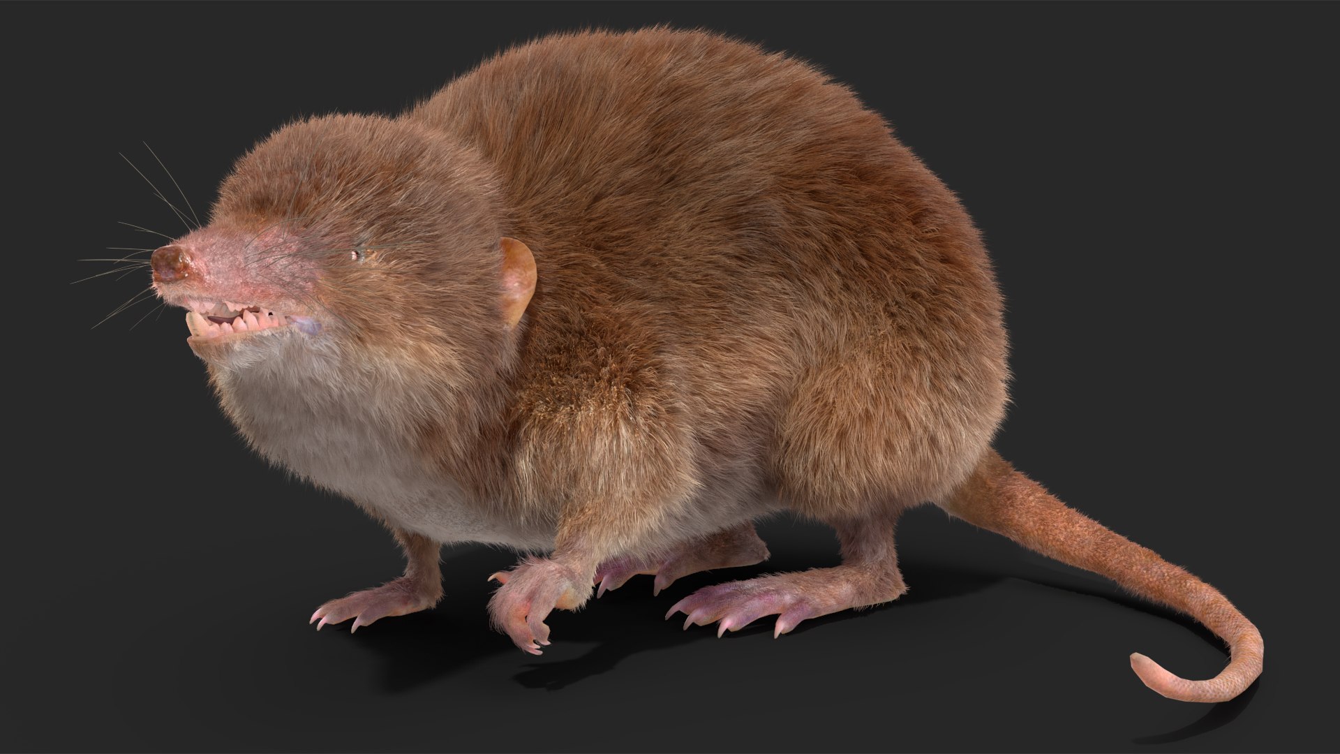 Shrew Fur Rigged 3D https://p.turbosquid.com/ts-thumb/cz/m1exM8/zA/shrewfurriggedvray3dmodel020/jpg/1702378190/1920x1080/fit_q87/023533aca69eca1db36aca96dc2b52cb74ee168f/shrewfurriggedvray3dmodel020.jpg